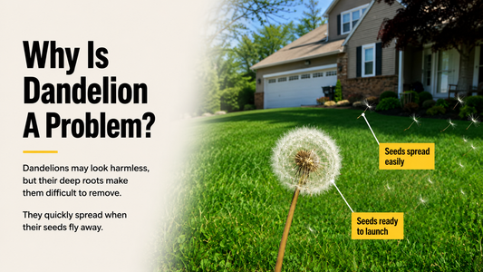 Dandelions in Your Lawn: Cute Yellow Flowers or Annoying Weeds?