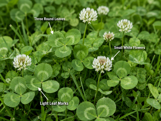 Clover in Your Lawn: Keep It or Get Rid of It?